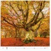 forest h171 011